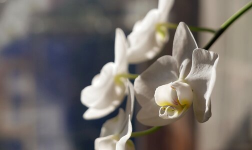 Plant petal white photo