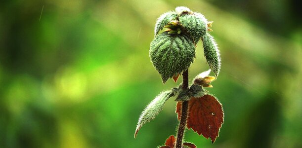 Flowering outbreak guatica