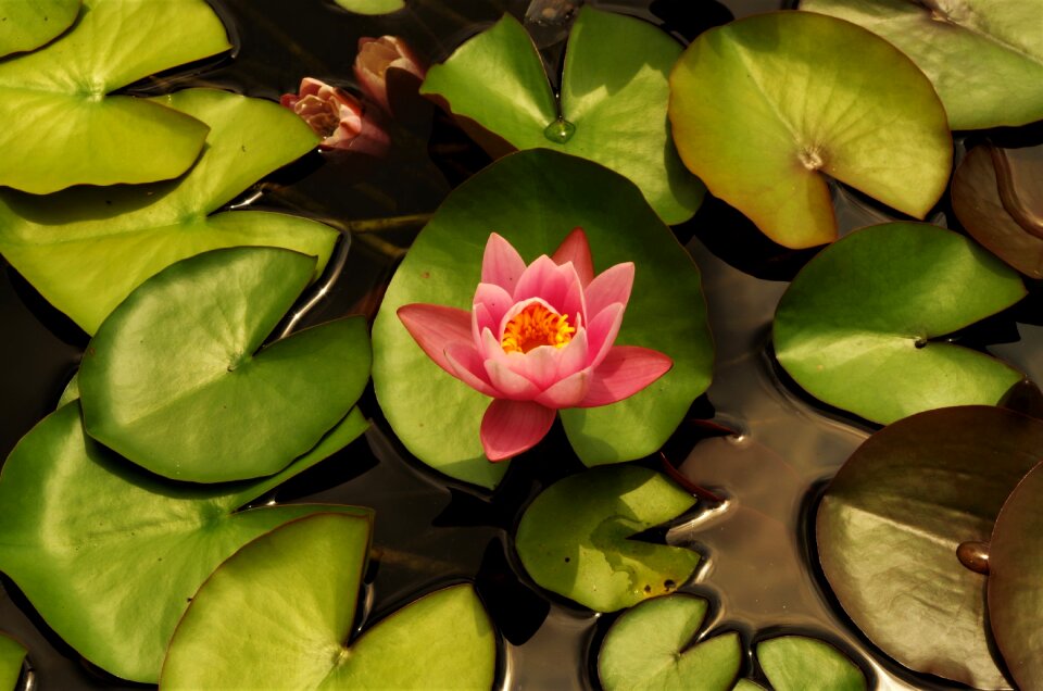 Flower water lilies rosa