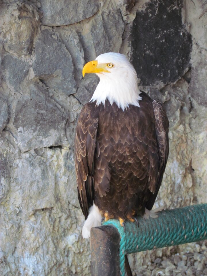 Birds of prey predator majestic