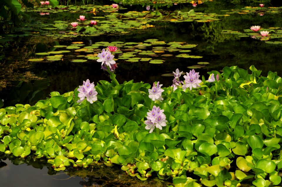 Flowers water lilies pond