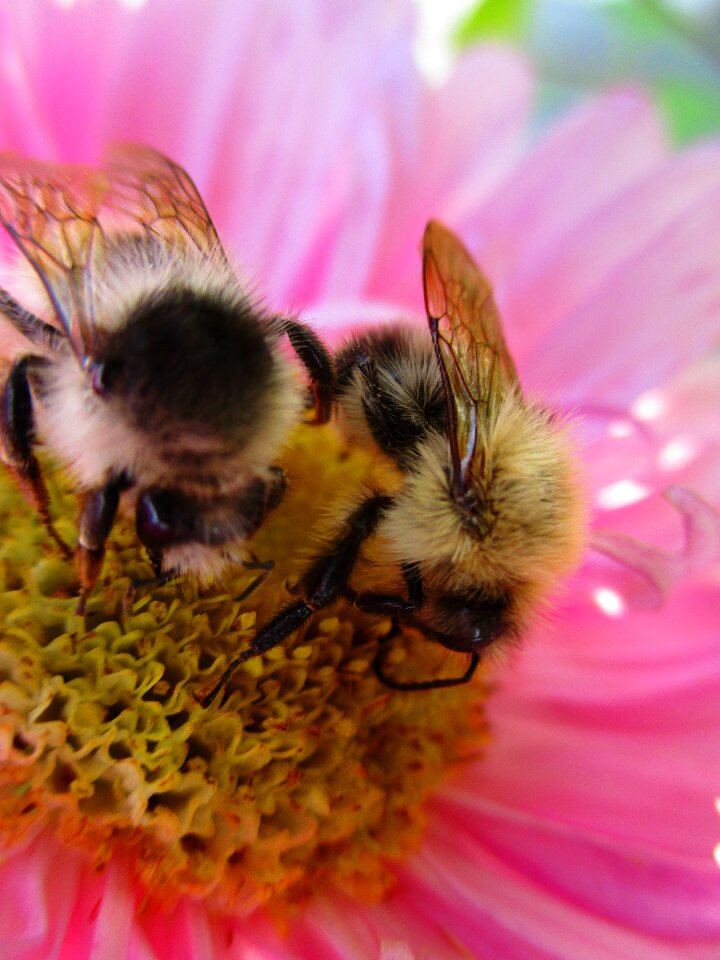 Pink bumblebees insects