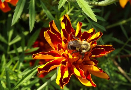 Nature summer garden