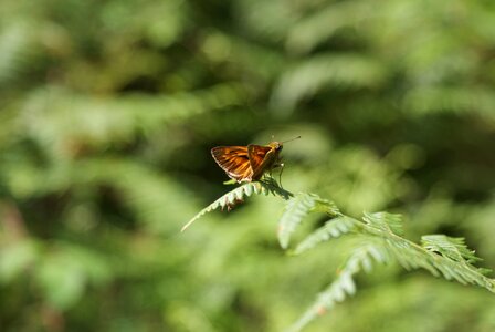 Insect butterflies wing