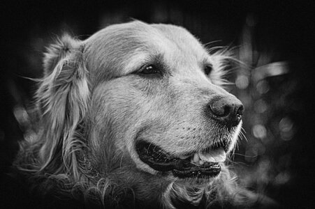 Retriever golden sepia