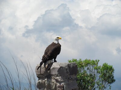 Animals predator majestic