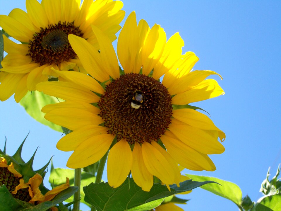 Sunflower garden yellow flower summer