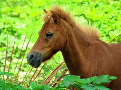Plants nature mane