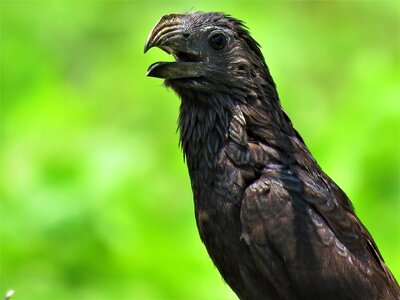 Bird feather animal photo