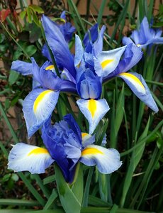 Flowers garden nature