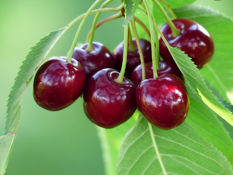 Fruit healthy leaves