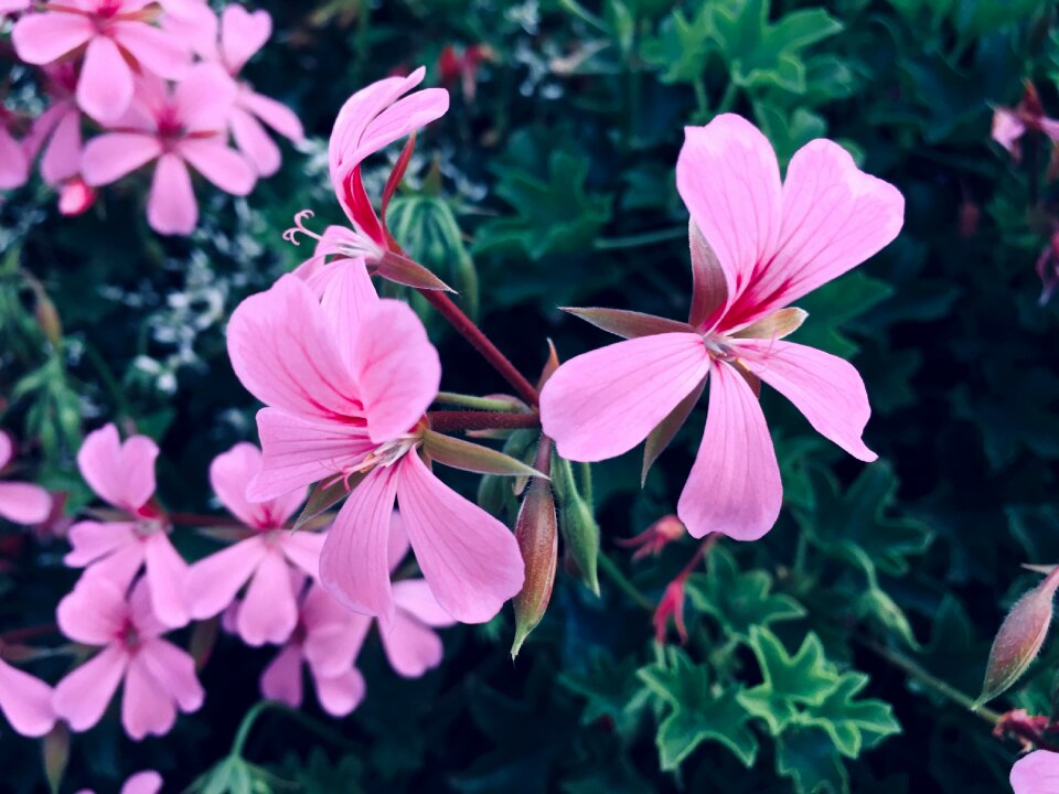 Flower garden wonderful