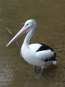 Australian pelican sea birds bird photo