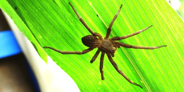 Arachnid hunter guatica