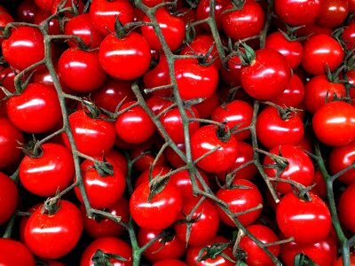 Vine red tomatoes photo