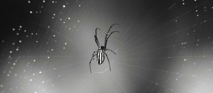 Web arachnid guatica