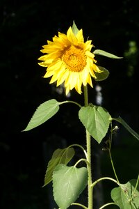 Yellow bloom vegetable