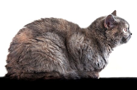 Female pet british shorthair