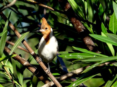 Nature sitting feathers