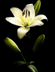 Lily flower plant