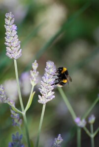 Bee bumblebee photo