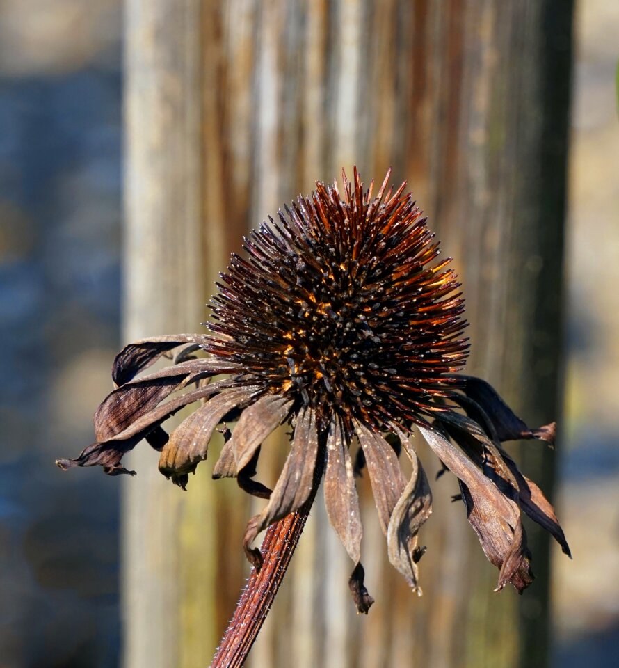 Faded flora plant