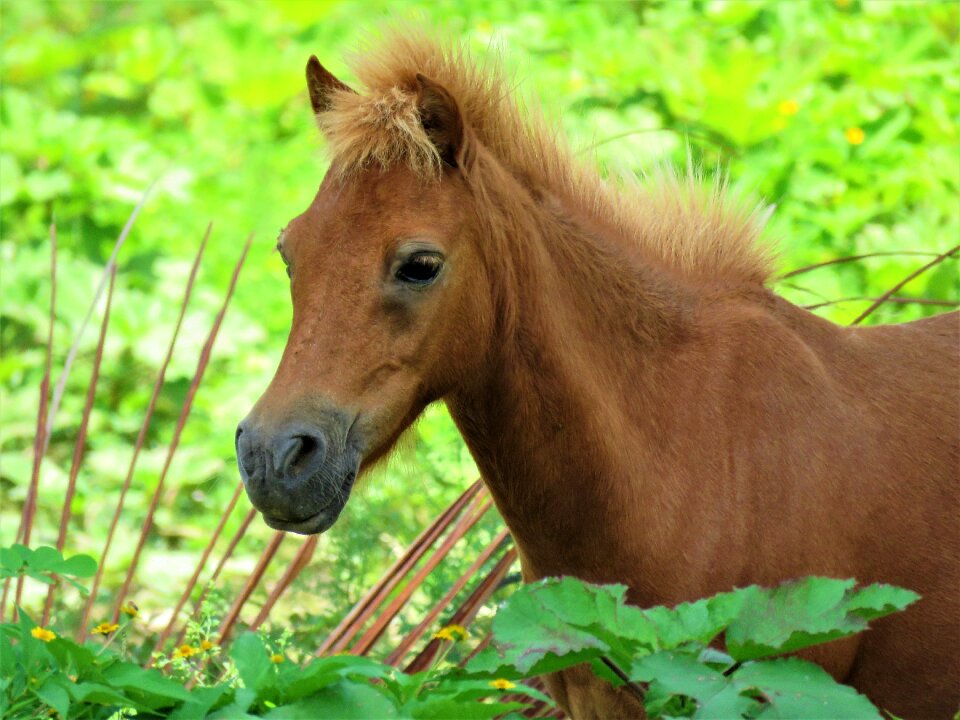 Animal field plants