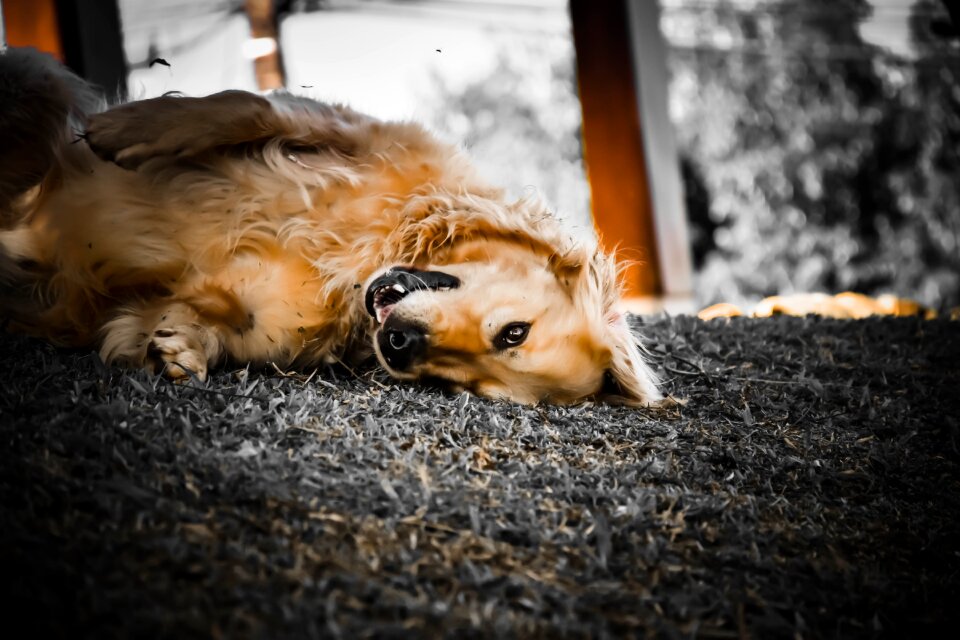 Animal canine smile