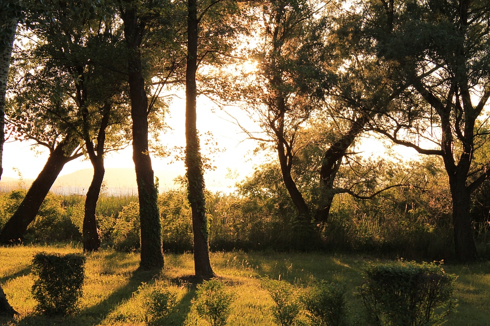 Trees light and shadow nature