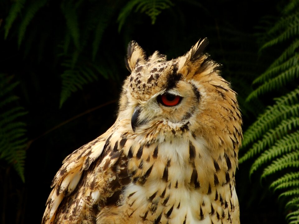 Owl feather plumage