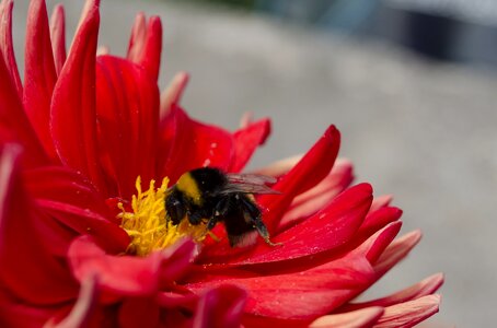 Insect pollen nature