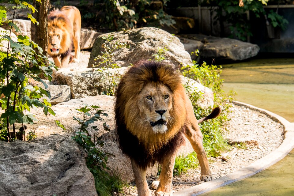 Wild animal animal mammal