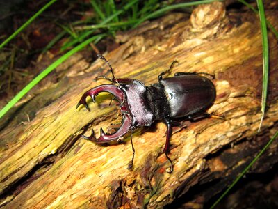 Male beetle deer stag photo