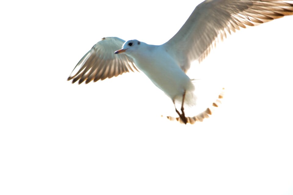Indian ocean seabirds birds