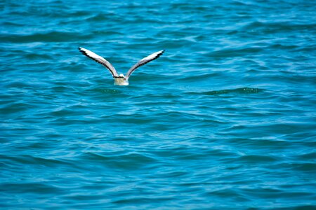 Indian ocean sea birds birds photo