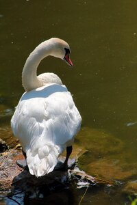 Bird white plumage
