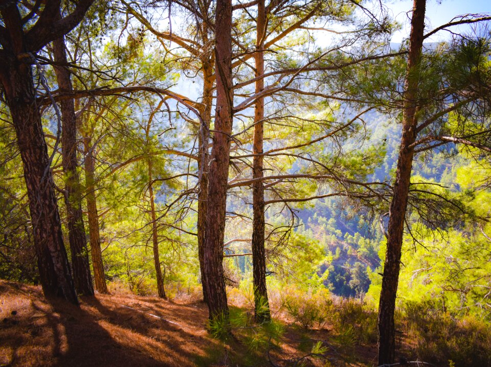 Nature summer scenery