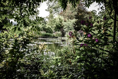 Monet garden water photo