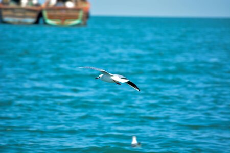 Indian ocean seabirds birds photo