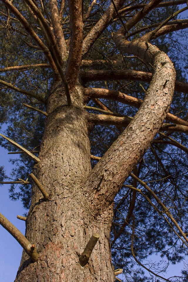 Nature pine landscape photo