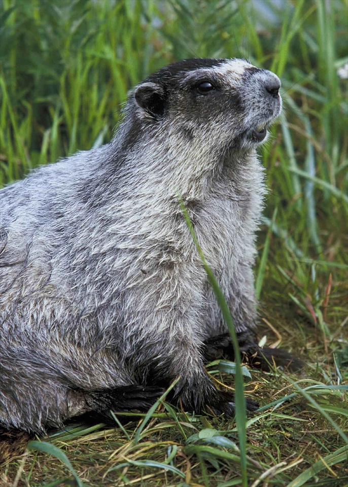 Wildlife rodent nature