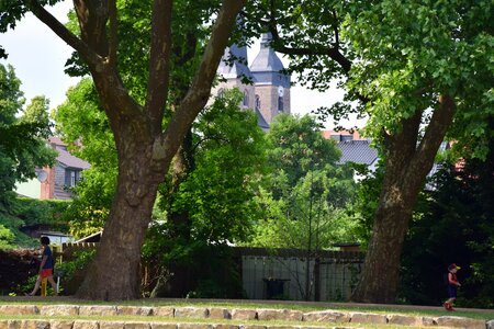 Landscape architecture tree