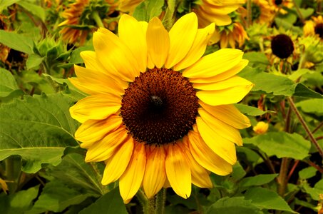 Flower sunflower yellow photo