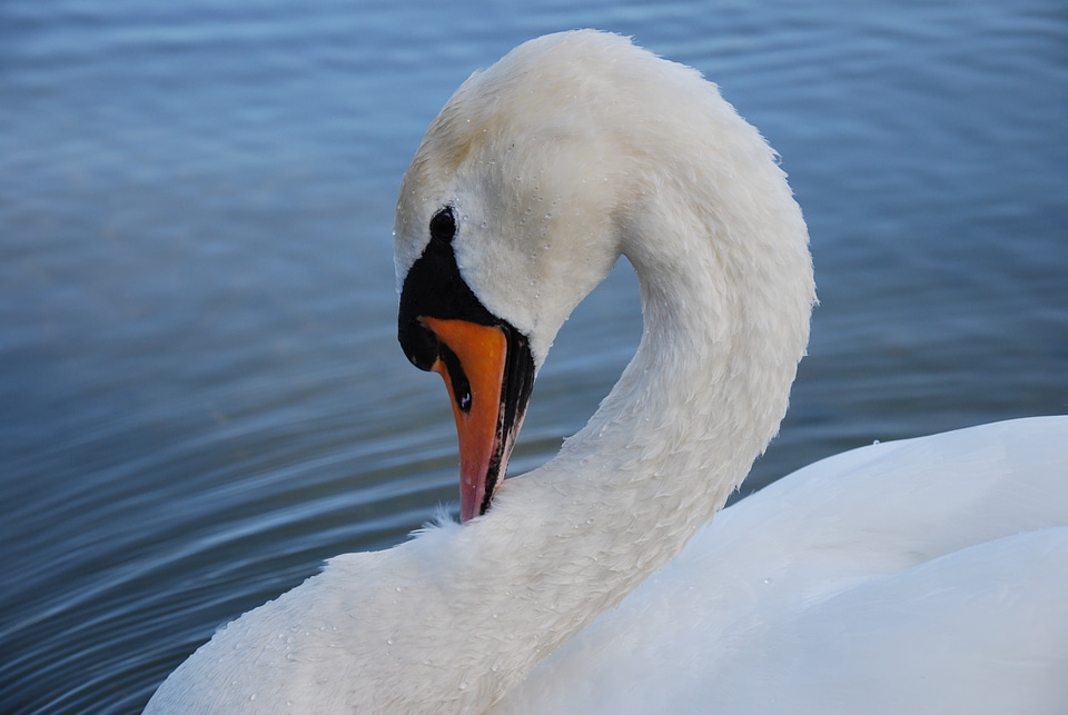 Swans water animal world