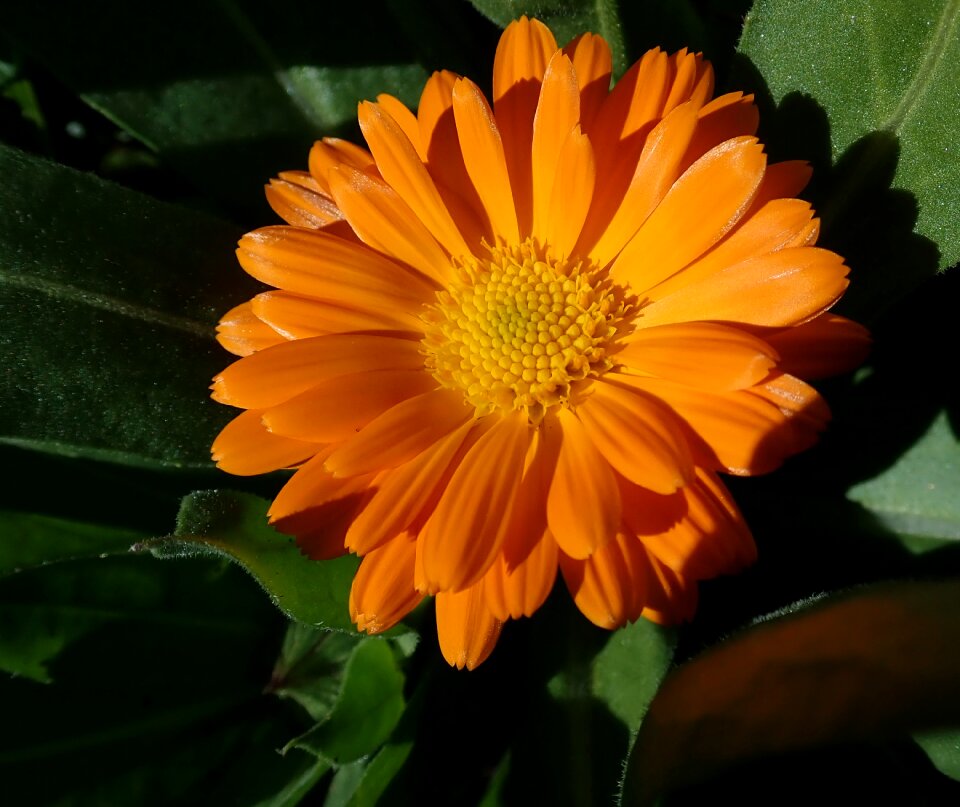 Garden plant nature