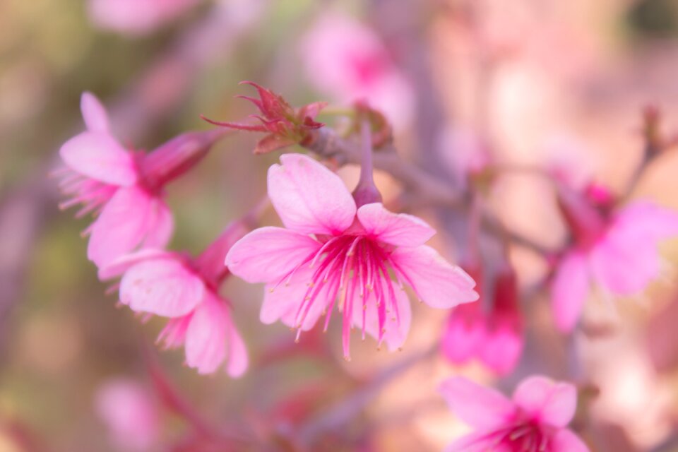 Bloom blossom bright