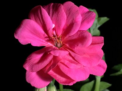 Flower plant petal