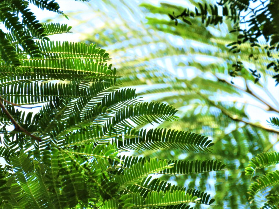 Delicate green plant