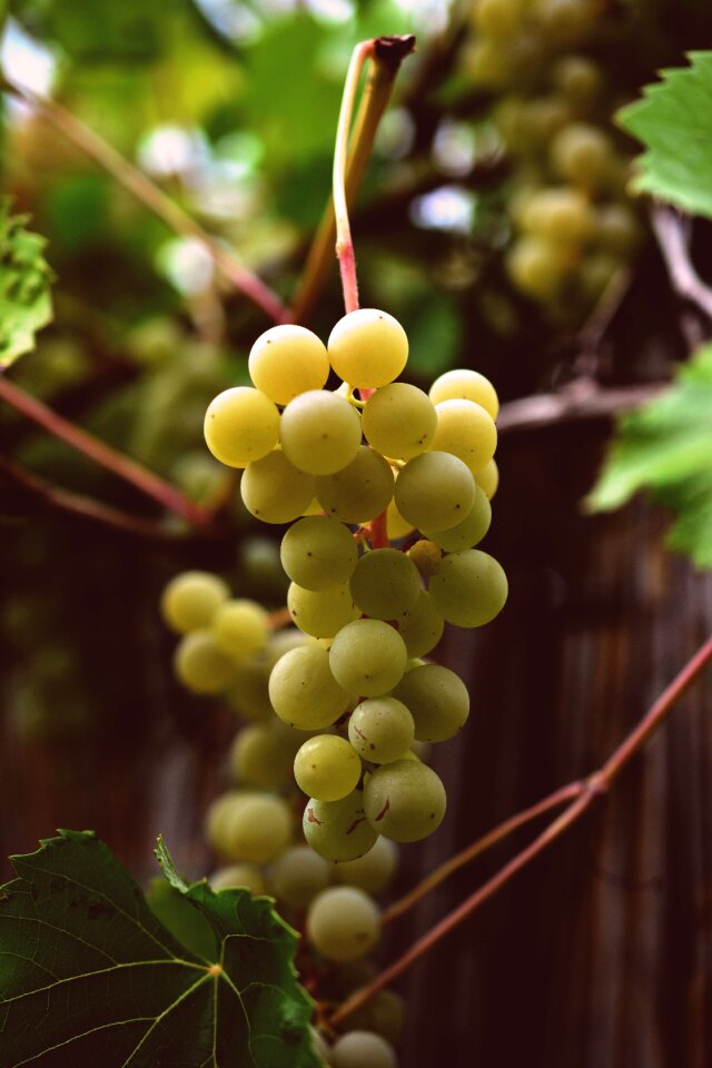 Fruit winegrowing wine