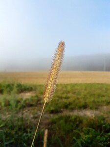 Bloom dew plant
